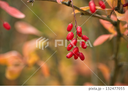 Vibrant red barberries hanging from a branch in autumn 132477055