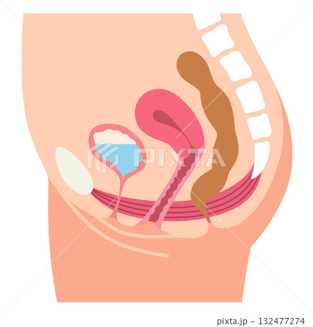 健康な骨盤底筋群　骨盤底筋 132477274