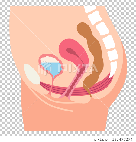 健康的骨盆底肌肉 骨盆底肌肉 132477274