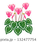 ピンク色のシクラメンの花 132477754