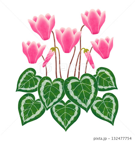 ピンク色のシクラメンの花 132477754