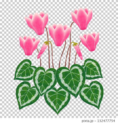 粉紅色的仙客來花 132477754