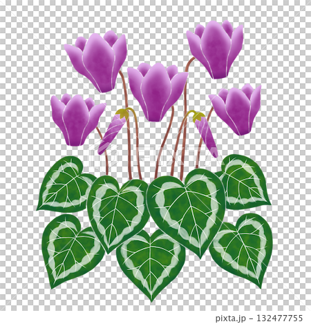 紫色のシクラメンの花 紫色のシクラメンの花 132477755