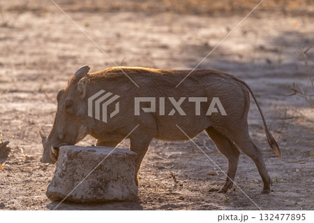 Close-up of a Warthog 132477895