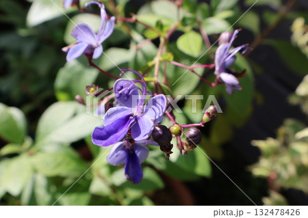 秋に綺麗に咲くクレロデンドルムの青い花 秋に綺麗に咲くクレロデンドルムの青い花 132478426