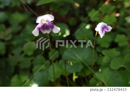 花壇の可愛いパンダスミレの花 132478433