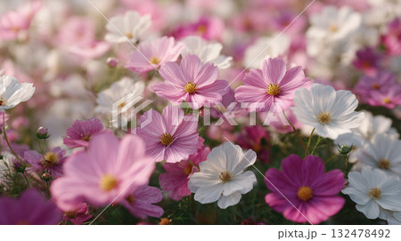華やかなコスモスのテクスチャ、春の背景素材 132478492