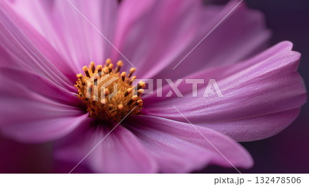 華やかなコスモスのテクスチャ、春の背景素材 132478506