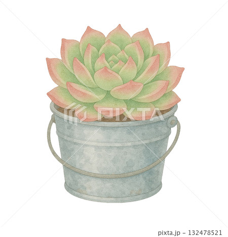 【多肉植物】エケベリア(アリエル)/ブリキのバケツ 【多肉植物】エケベリア(アリエル)/ブリキのバケツ 132478521