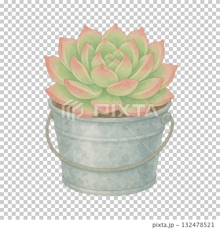 [多肉植物] 石蓮花（Ariel）/錫桶 132478521