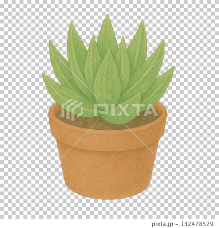 【多肉植物】十二卷插畫/盆栽 【多肉植物】十二卷插畫/盆栽 132478529