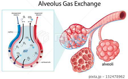 Alveolus Gas Exchange Diagram with Capillary Blood Flow Alveolus Gas Exchange Diagram with Capillary Blood Flow 132478962