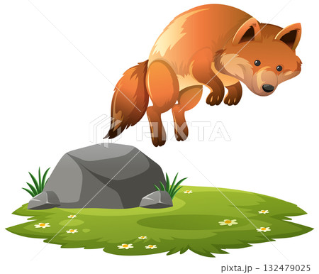 Red Fox Leaping Over Rock on Grass Patch Red Fox Leaping Over Rock on Grass Patch 132479025