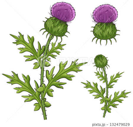 Scottish Thistle Plant Vector Illustration with Purple Flowers 132479029