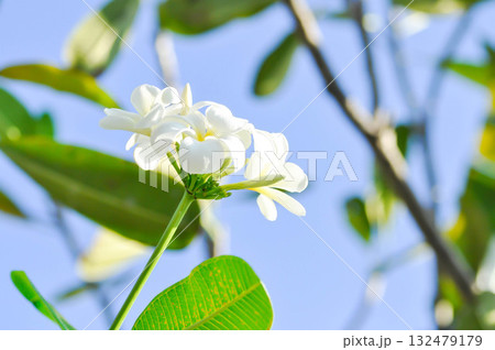 frangipani, frangipani flower or pagoda tree or temple tree with fowers or white flower 132479179