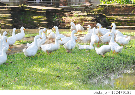 duck or ducks on the farm , farm animal duck or ducks on the farm , farm animal 132479183