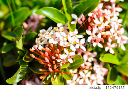 Ixora chinensis Lamk, Ixora spp or Zephyranthes or West Indian Jasmine or pink ixora Ixora chinensis Lamk, Ixora spp or Zephyranthes or West Indian Jasmine or pink ixora 132479185