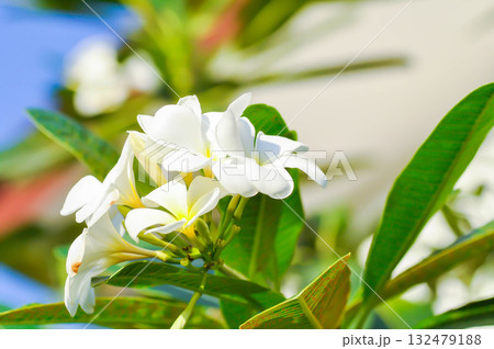 frangipani, frangipani flower or pagoda tree or temple tree with fowers or white flower frangipani, frangipani flower or pagoda tree or temple tree with fowers or white flower 132479188