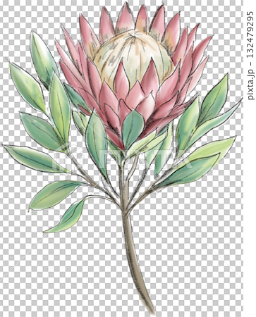 無背景的手繪野花插圖 無背景的手繪野花插圖 132479295