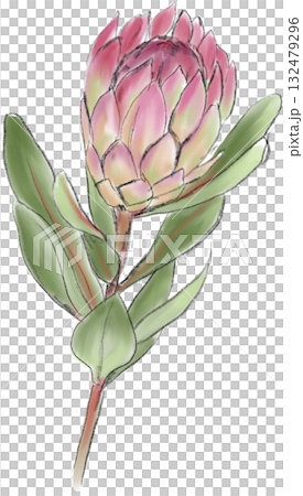 背景なしの手描き風ワイルドフラワーイラスト 背景なしの手描き風ワイルドフラワーイラスト 132479296