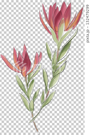 Red flowers and leaves illustration 132479299