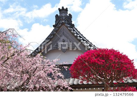 サクラとベニバナトキワマンサクの花(春、四月) サクラとベニバナトキワマンサクの花(春、四月) 132479566