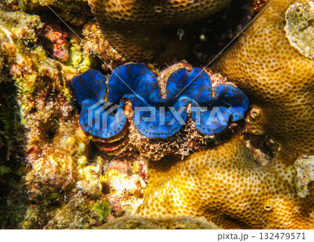 A Fluted Giant Clam (Tridacna squamosa) in the Red Sea, Egypt 132479571