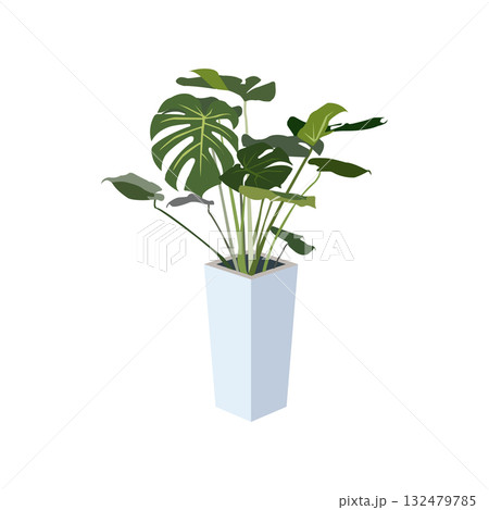観葉植物 モンステラ イラスト 観葉植物 モンステラ イラスト 132479785