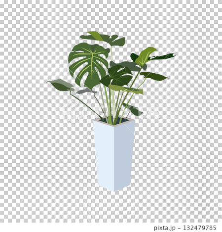 観葉植物 モンステラ イラスト 観葉植物 モンステラ イラスト 132479785