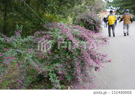 萩の花 132480008