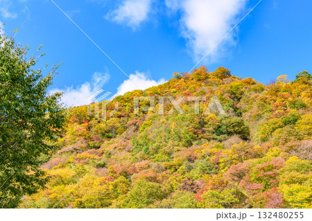 秋 泉ヶ岳山麓 秋 泉ヶ岳山麓 132480255