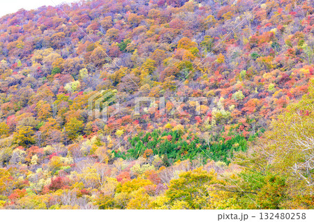秋 泉ヶ岳山麓 秋 泉ヶ岳山麓 132480258