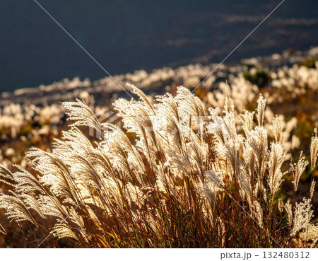 【AI生成画像】ススキは日本の秋の風物詩 132480312