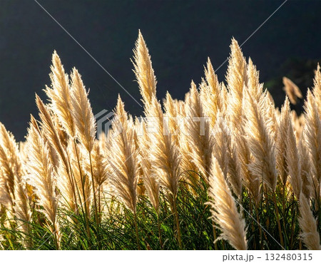 【AI生成画像】ススキは日本の秋の風物詩 132480315