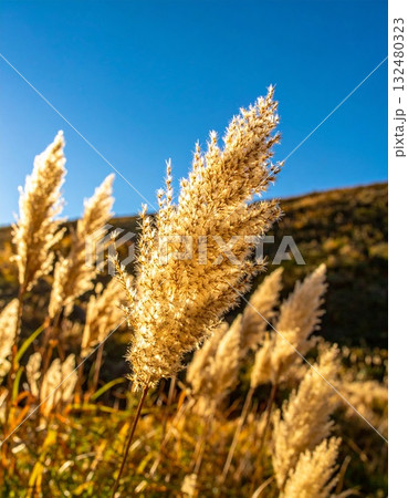 【AI生成画像】ススキは日本の秋の風物詩 【AI生成画像】ススキは日本の秋の風物詩 132480323