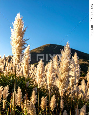 【AI生成画像】ススキは日本の秋の風物詩 【AI生成画像】ススキは日本の秋の風物詩 132480325