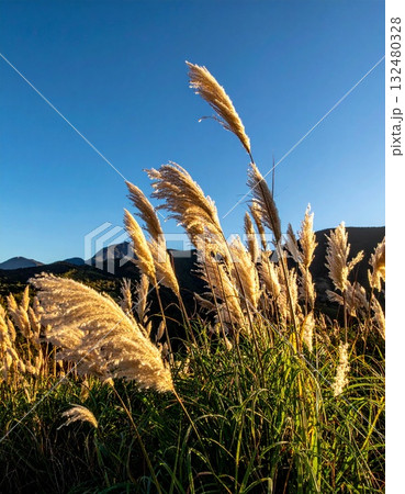 【AI生成画像】ススキは日本の秋の風物詩 【AI生成画像】ススキは日本の秋の風物詩 132480328