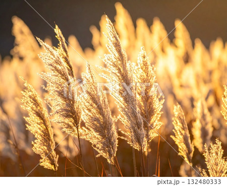 【AI生成画像】ススキは日本の秋の風物詩 132480333