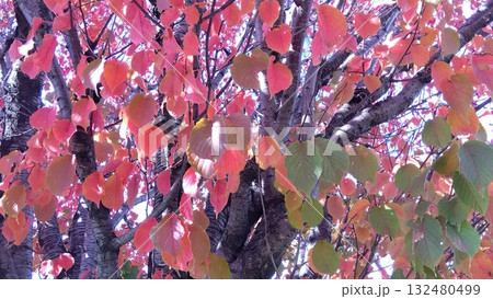 紅葉した木 紅葉した木 132480499