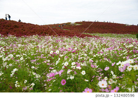 秋のみはらしの丘 132480596