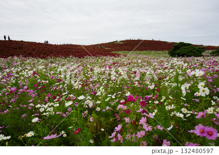 秋のみはらしの丘 132480597