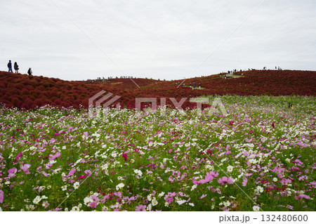 秋のみはらしの丘 132480600