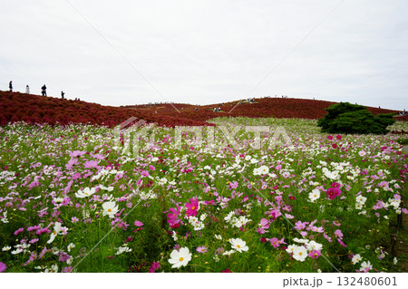 秋のみはらしの丘 132480601