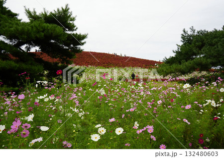 秋のみはらしの丘 秋のみはらしの丘 132480603