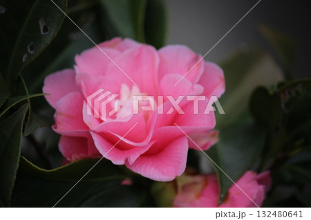 ピンク色の椿 後、ろぼけ!! ピンク色の椿 後、ろぼけ!! 132480641