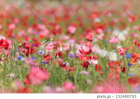 一面のポピー畑（神奈川県平塚市） 132480783