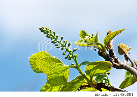 ハクウンボクの蕾（春、四月） 132480891