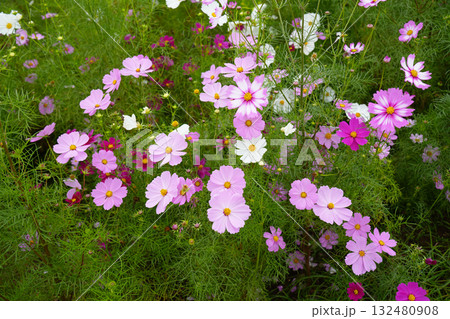 コスモスの花 132480908