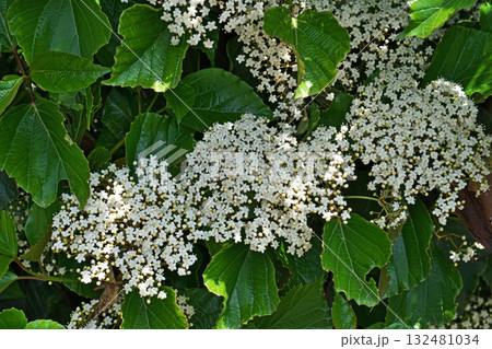 白い花が集まったハクサンボクの花（春、四月） 132481034