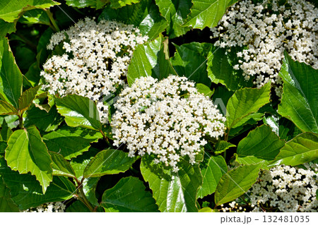 白い花が集まったハクサンボクの花(春、四月) 白い花が集まったハクサンボクの花(春、四月) 132481035